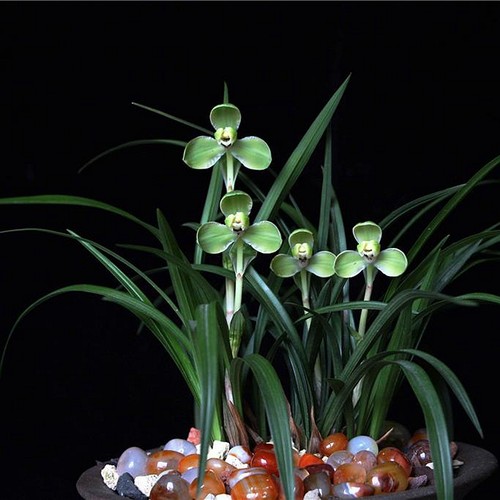 王者之香老种春兰宋梅兰花绿植