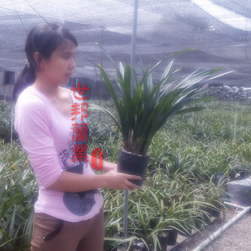 绿植新年壮苗好养盆栽兰花