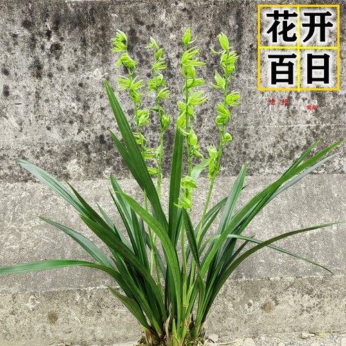 墨兰老品种花开百日浓香奇花绿云