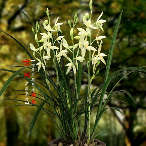 花超大花多浓香素雅纯净四季开花