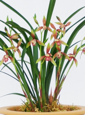 浓香双色红花小国魂逸玉红双娇细叶四季建兰花草苗卉盆栽阳台好养