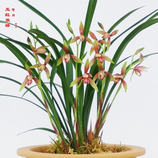 浓香双色红花小国魂逸玉红双娇细叶四季建兰花草苗卉盆栽阳台好养