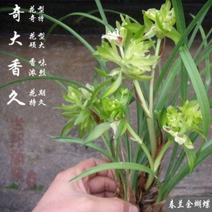 奇大香久名贵春兰余蝴蝶兰花苗香浓花期长花卉小盆栽自然养殖庭院