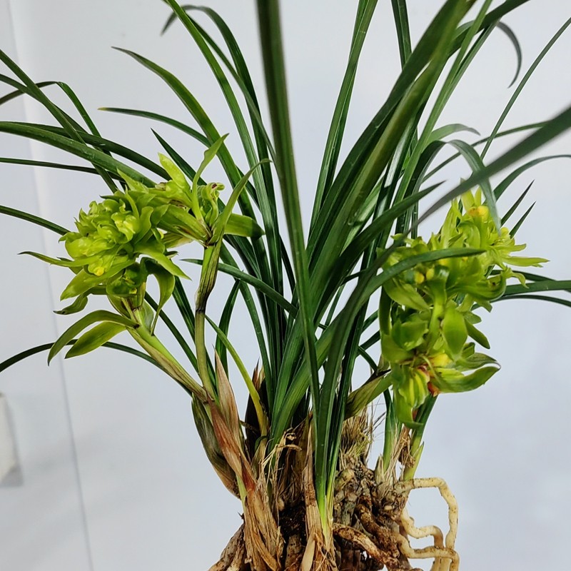 奇大香久名贵春兰余蝴蝶兰花苗香浓花期长花卉小盆栽自然养殖庭院,鲜花速递/花卉仿真/绿植园艺,国兰/杂交兰/洋兰类,淘宝优惠券,粉丝福利购,淘宝优惠卷