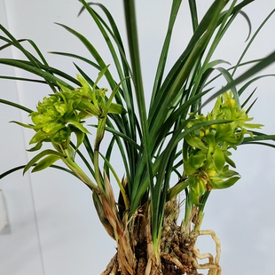 奇大香久名贵春兰余蝴蝶兰花苗香浓花期长花卉小盆栽自然养殖庭院