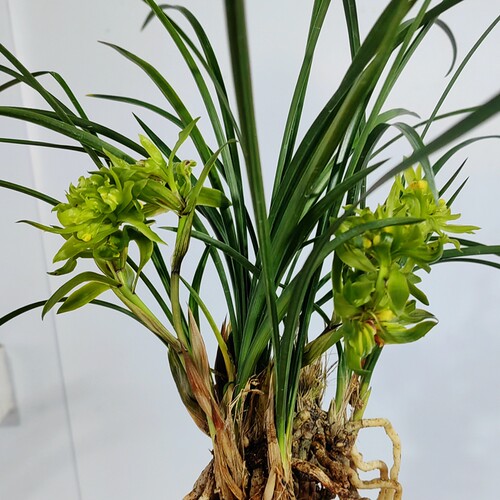 春兰奇花浓香余蝴蝶花大香味持久