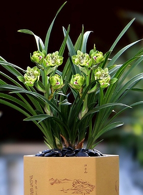 春兰大花浓香奇特九仙牡丹大唐盛世花开富贵花期长兰花苗花卉盆栽