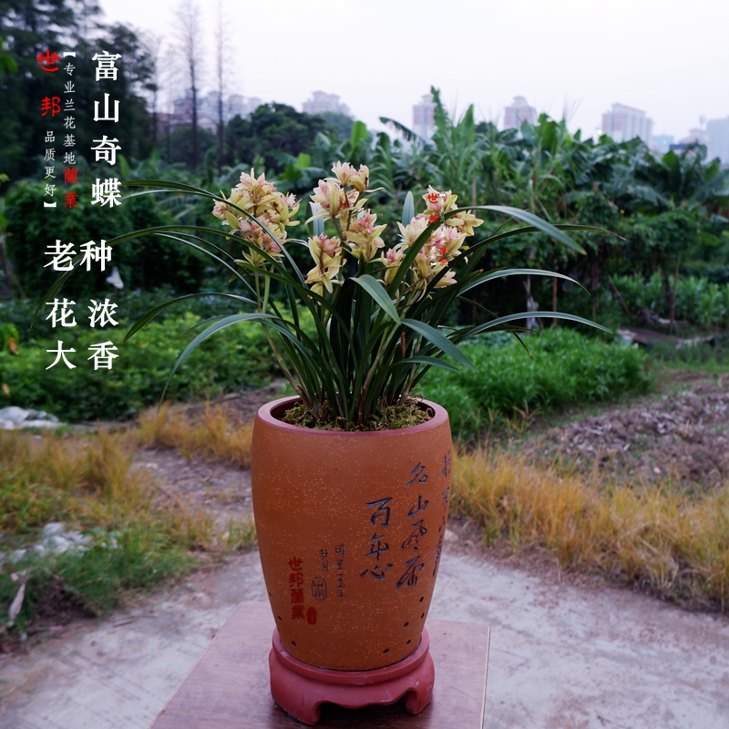 花大浓香色艳老种富山奇蝶四季兰