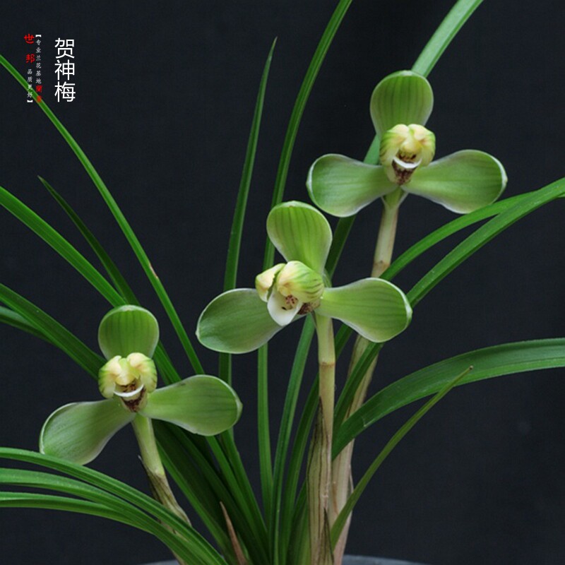 兰花苗春兰贺神梅老品种盆栽阳台窗台客厅室内美观花卉绿植易活