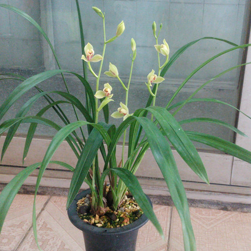 名贵兰花夏皇梅浓香建兰八大品