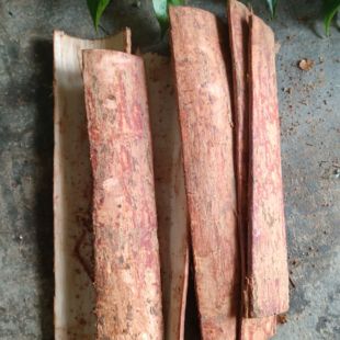 新鲜现剥龙眼树二层皮 桂圆树皮 龙眼树皮