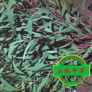 新鲜现摘桉树叶蜜袋鼯食物500g包邮 桉树叶满两斤送桉树枝磨牙棒