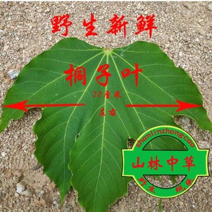 新鲜桐树叶桐子叶现摘粑粑叶油桐树叶桐油树叶100片包邮