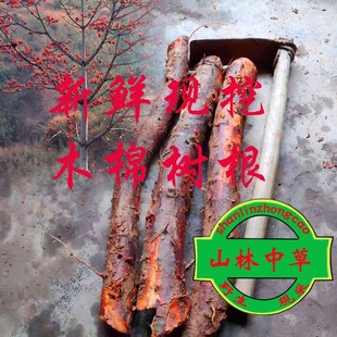 新鲜木棉花根 木棉根 中药材木棉树根 红木棉花树根500克包邮