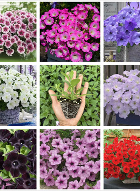 籽播矮牵牛花苗夜来香美声冰淡粉大夜弥天进口F1代种子播种苗包邮