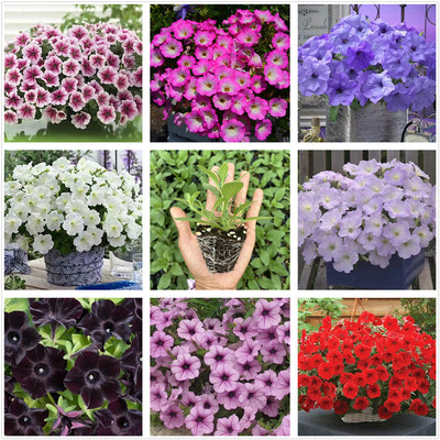 籽播矮牵牛花苗美声冰淡粉