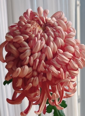 国华大菊花苗传统国菊独本菊维也纳大菊苗耐寒多年生宿根植物包邮