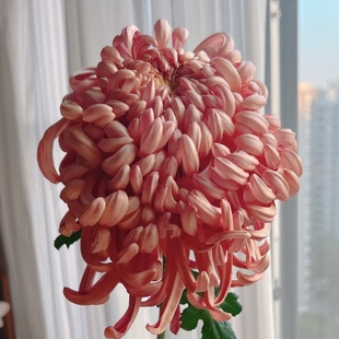 国华大菊花苗传统国菊独本菊维也纳大菊苗耐寒多年生宿根植物包邮