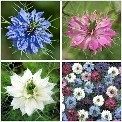 黑种草花苗波斯宝石籽播耐寒花卉