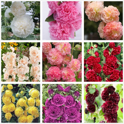 重瓣蜀葵桃子与梦宿根植物庭院