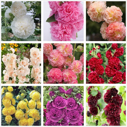 重瓣蜀葵桃子与梦宿根植物庭院