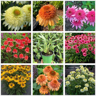 进口重瓣松果菊苗  多年生耐寒耐热宿根花卉夏季开花植物 包邮
