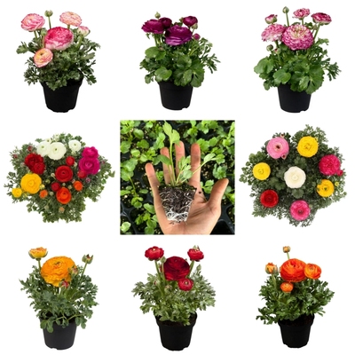 重瓣花毛茛苗洋牡丹苗实生籽播苗