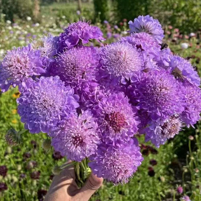高杆切花蓝盆花松虫草花苗圣代花