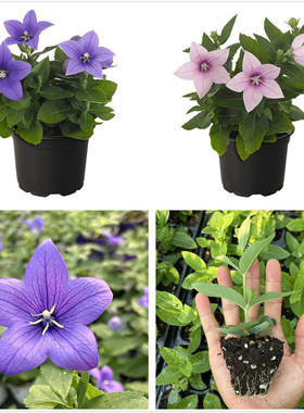 新品中华桔梗苗巨星矮生盆栽系列多年生宿根植物耐寒耐热花卉包邮