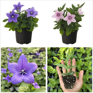 新品中华桔梗苗巨星矮生盆栽系列多年生宿根植物耐寒耐热花卉包邮