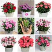 重瓣康乃馨花苗初吻石竹多年生开花植物颜色多花期长盆栽花卉 包邮