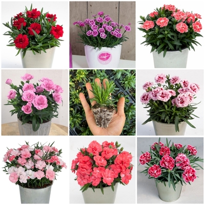 重瓣康乃馨花苗初吻石竹