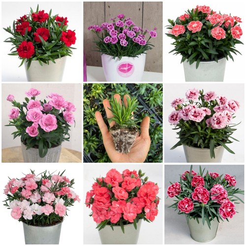 重瓣康乃馨花苗初吻石竹