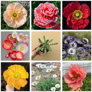 雪莉灰虞美人花苗重瓣虞美人冰岛千岛耐寒籽播花卉 包邮