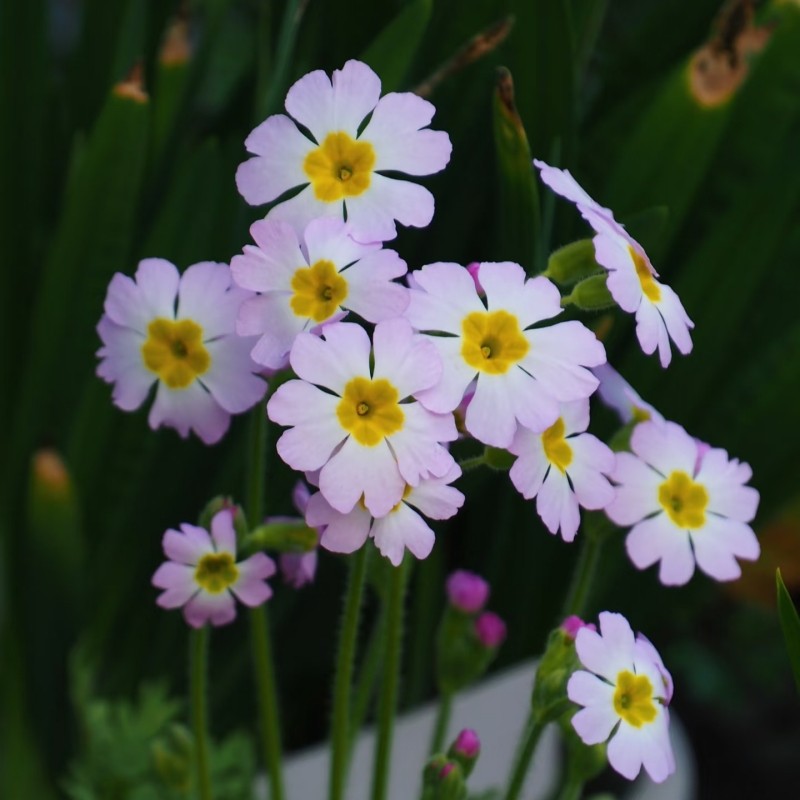 陕西羽叶报春原种花苗 室内阳台耐阴耐寒盆栽花卉植物包邮,鲜花速递/花卉仿真/绿植园艺,时令草本花卉,淘宝优惠券,粉丝福利购,淘宝优惠卷