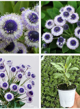 地团花苗蓝色眼睛多年生宿根阳台盆栽植物庭院花园植物花卉包邮