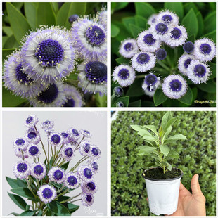 地团花苗蓝色眼睛多年生宿根阳台盆栽植物庭院花园植物花卉 包邮