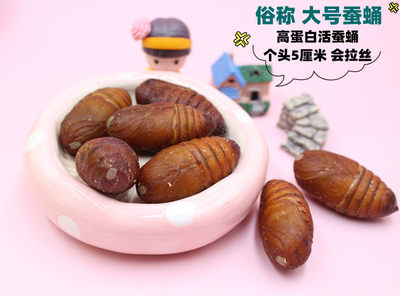 仓鼠零食活蚕蛹金丝熊粮食用品