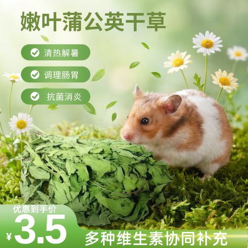 馨怡仓鼠清热蒲公英草