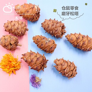 仓鼠金丝熊零食马尾松塔纯然松子花枝鼠松鼠躺手神器磨牙棒零食