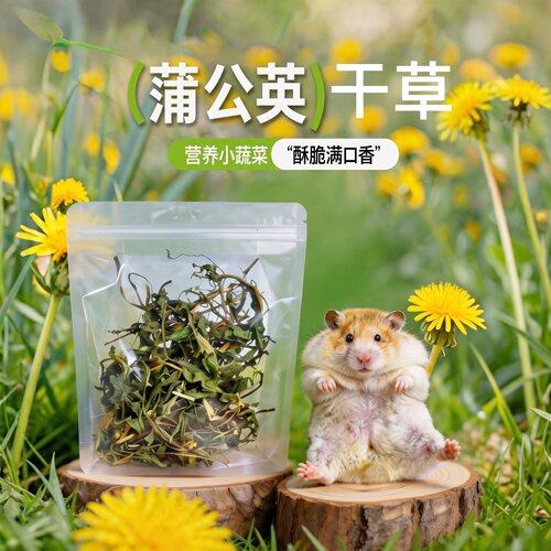 馨怡仓鼠清热蒲公英草