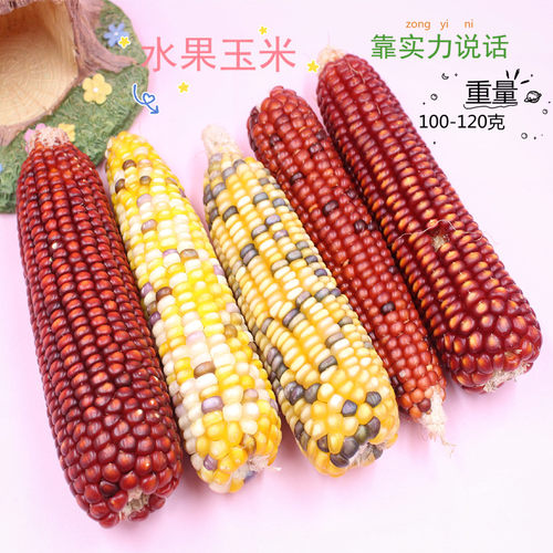 仓鼠金丝熊磨牙小玉米