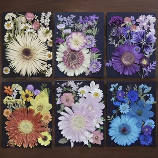 非洲菊真花压花植物标本干花Diy材料装饰相框手机壳滴胶手工花材