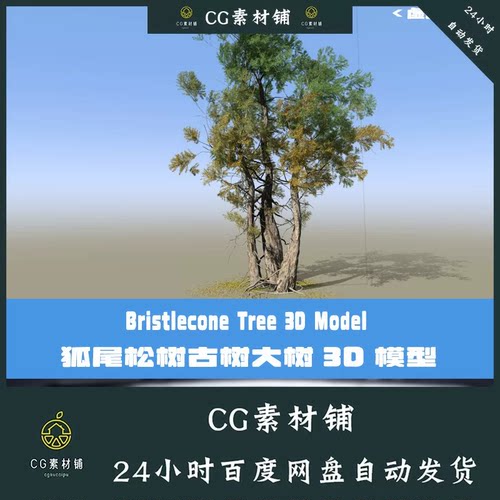 C4D老树古树3D模型狐尾松Blender大树Speedtree工程3DMAX FBX模型