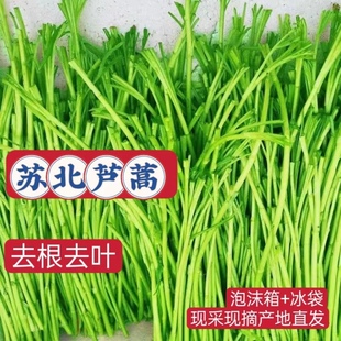 正宗芦蒿藜蒿苏北黎蒿净菜摘叶摘根不老江西湖北特产蔬菜新鲜