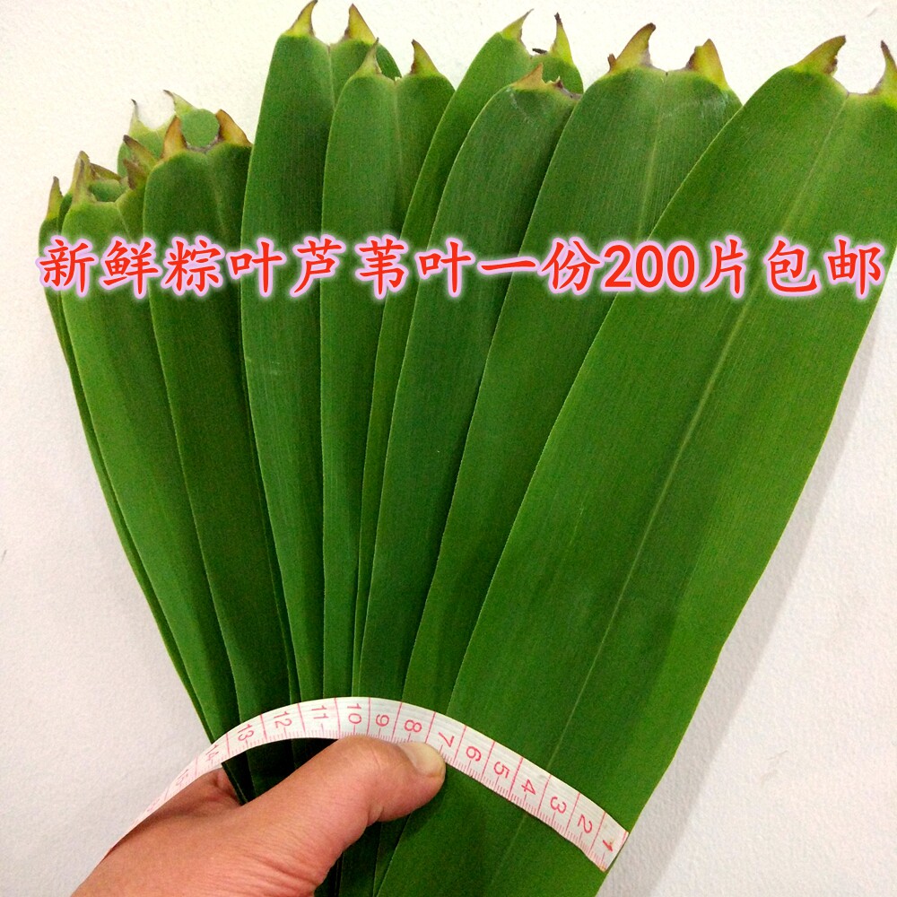 特别挑选芦苇叶粽子叶新鲜当天现摘200片优先发货