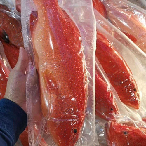 海捕冷冻东星斑石斑鱼冷链批发