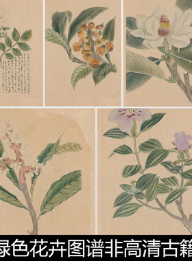 BUC博古绿色花卉图谱非高清古籍善本版画插图素材资料参考32