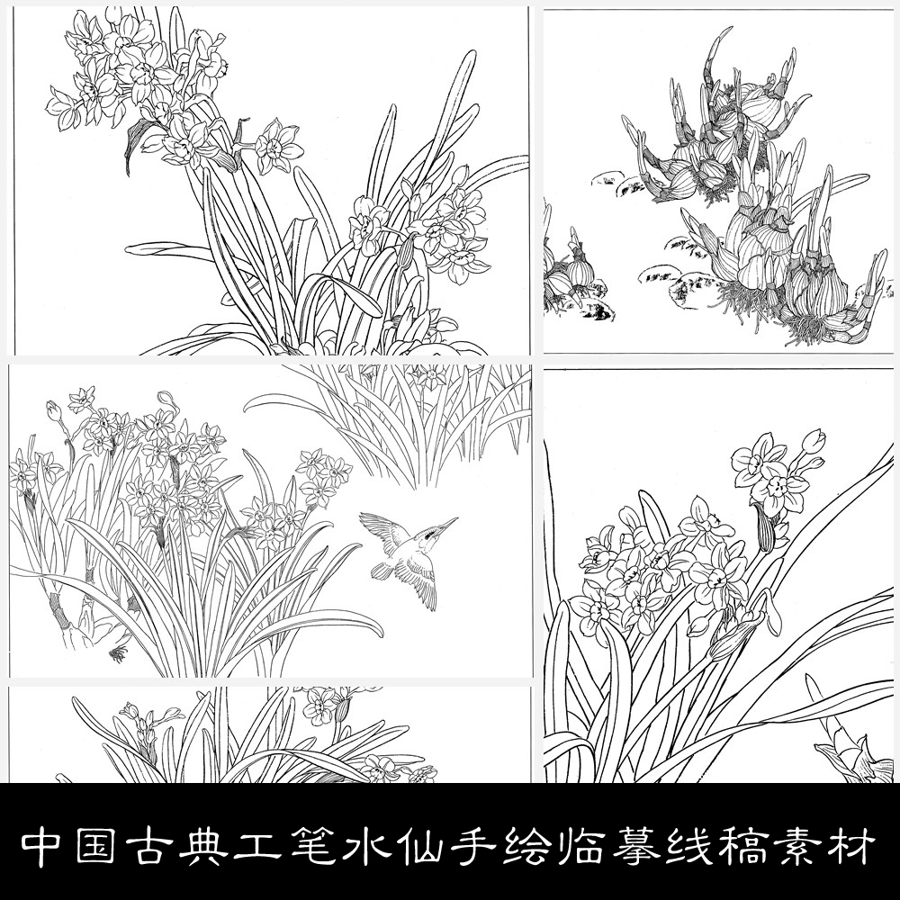 NS中国古典工笔水仙手绘临摹线稿素材图库20 44.6MB JPG格式