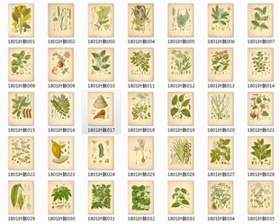 叶脉复古版画插图手绘植物高清彩图素材系列之一 70 1.68GB